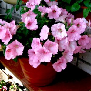 plantslive-baby-pink-petunia-india