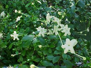 plantslive-Brunfelsia americana - Plant