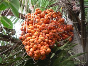 plantslive-Butia capitata: Cocos capitata: Syagrus capitata - Plant