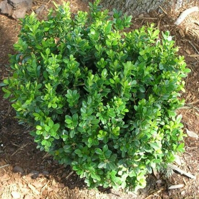 plantslive-Buxus Microphylla Japonica - Plant