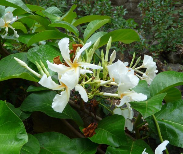 plantslive-Chonemorpha macrophylla - Plant
