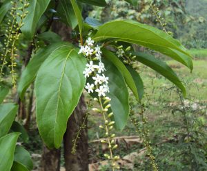 plantslive-Citharexylunm quadrangulare - Plant