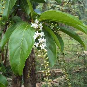 plantslive-Citharexylunm quadrangulare - Plant