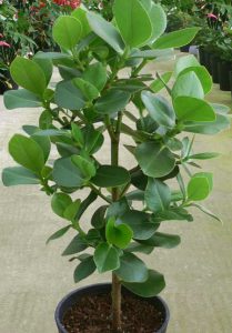 Clusia rosea marginata - Plant