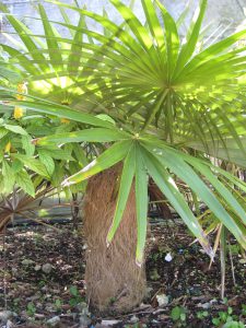 plantslive-Coccothrinax crinita - Plant