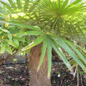 plantslive-Coccothrinax crinita - Plant