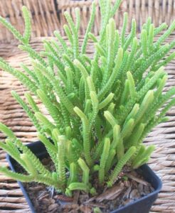 plantslive-Crassula Princess Pine - Plant