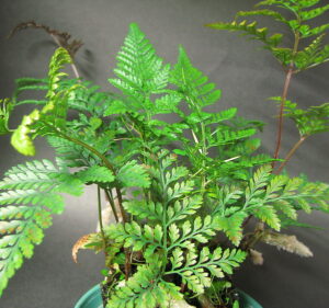 plantslive-Davallia griffithiana - Plant