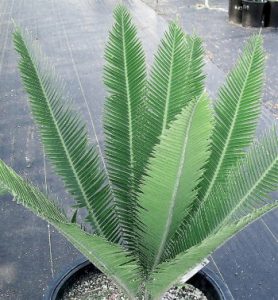 plantslive-Dioon merolae - Plant