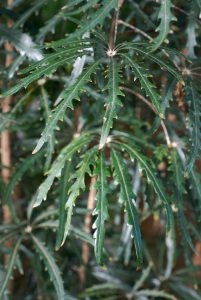 plantslive-Dizygotheca kerchoveana - Plant