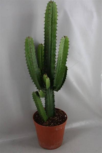 plantslive-Euphorbia ingens - Plant