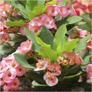 plantslive-Euphorbia-white-pink