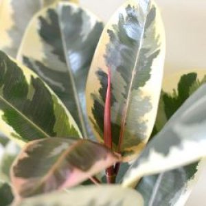 plantslive-ficus-rubber-plant-variegated