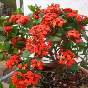 plantslive-Ixora-Dwarf-Red-india