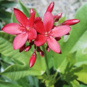 plantslive-Jatropha integerrima bloom -C