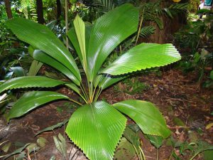 plantslive-Johannesteijsamannia species - Plants-online-India