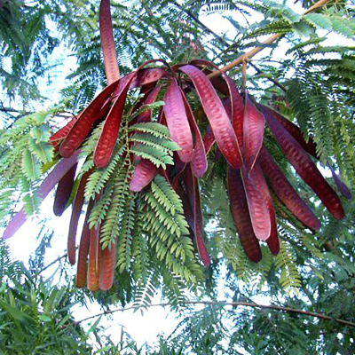 plantslive-Leucaena Leucocephala, Subabool - Plant