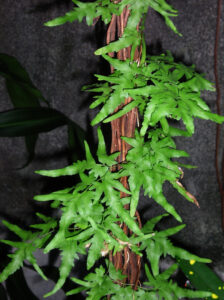 plantslive-Lygodium japonicum - Plant