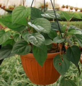 plantslive-maghai-paan-betel-leaf