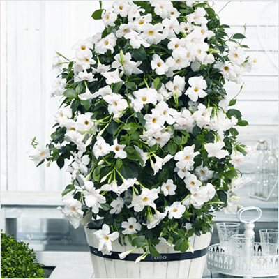 plantslive-Mandevilla (White) - Plant