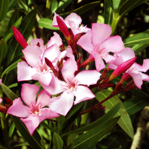 plantslive-nerium-oleander-kaner-pink