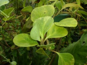 plantslive-peperomia-Obtusifolia-variegated