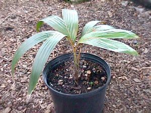 plantslive-Phoenicophorium borsigianum: Stevensonia borsigianum - Plant