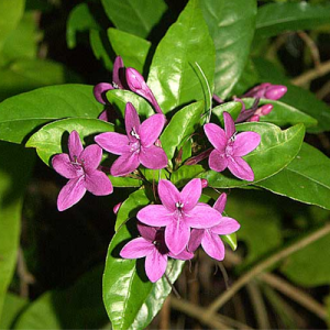 plantslive-Pseuderanthemum Laxiflorum, Kodia (Purple) - Plant