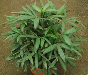 plantslive-Rhapis-Subtilis