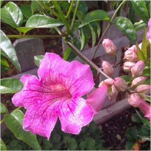 plantslive-Tecoma (Shurb, Pink) - Plant