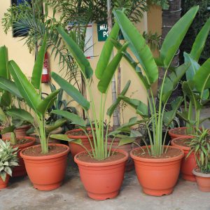 plantslive-TRAVELLERS-PALM-Ravenala-madagascariensis