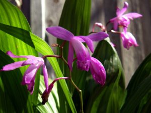 plantslive_ground_orchid_purple