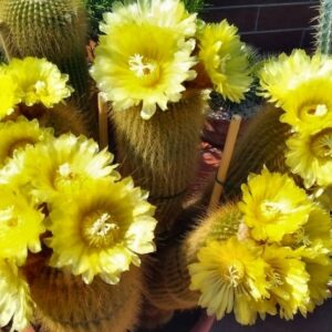 plantslive_Notocactus_leninghausii_cactus