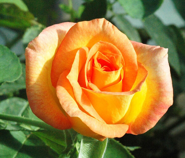 Buy Rose (Yellow – Orange) – Plant | Plantslive