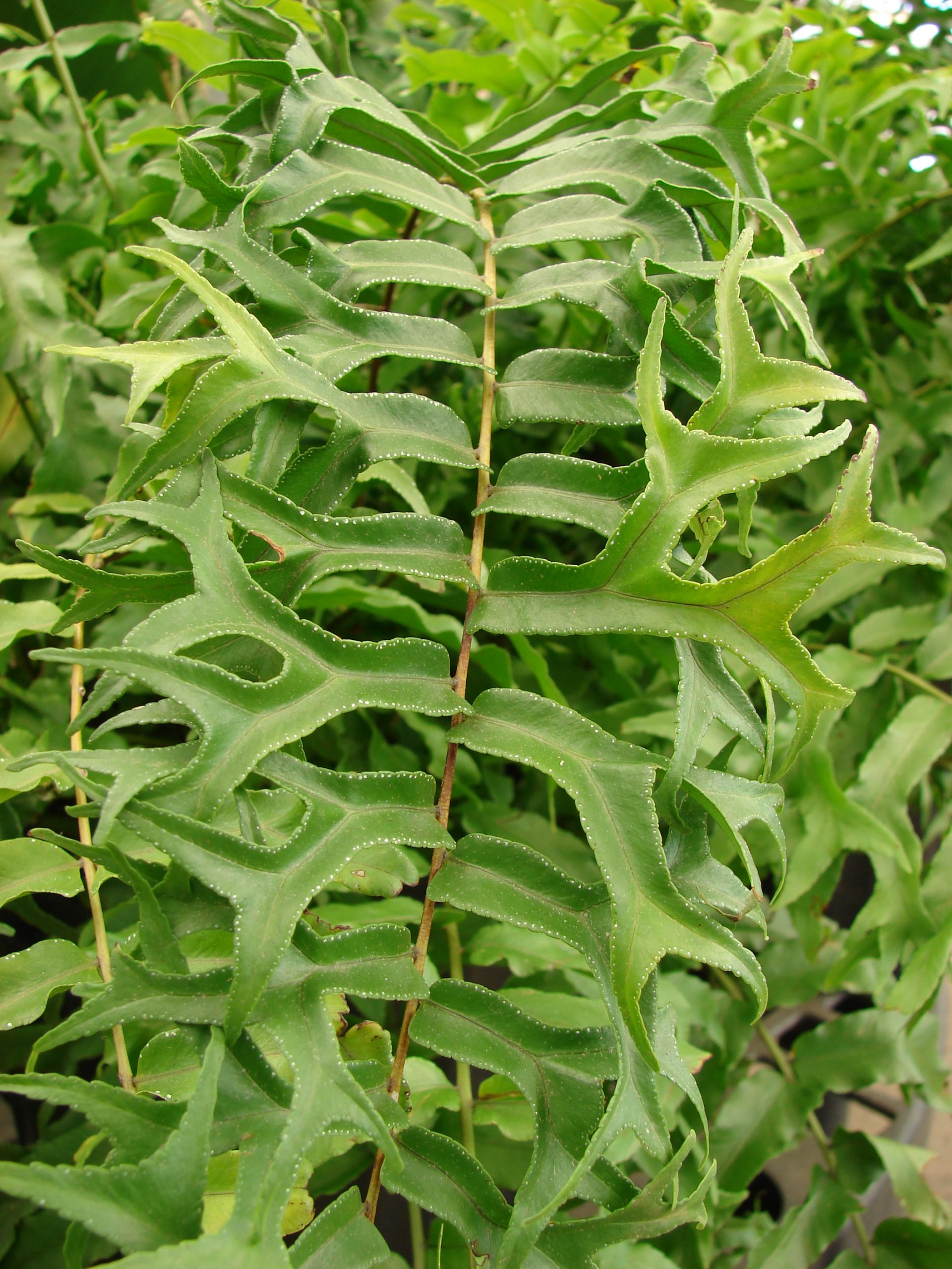 ferns plants