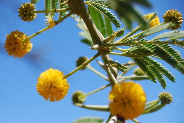 Acacia Nilotica Plantslive Buy Plants Online India