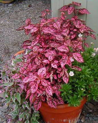 Buy Hypoestes sanguinolenta plant | Plantslive
