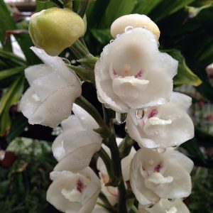 Buy Dove Orchid Online Plantslive Buy Plants Online India,1922 Silver Dollar High Relief