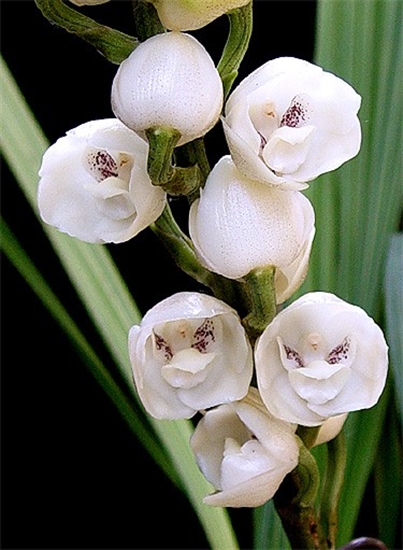 Buy Peristeria elata-Kapothapushpam- Dove orchid-plant | Plantslive