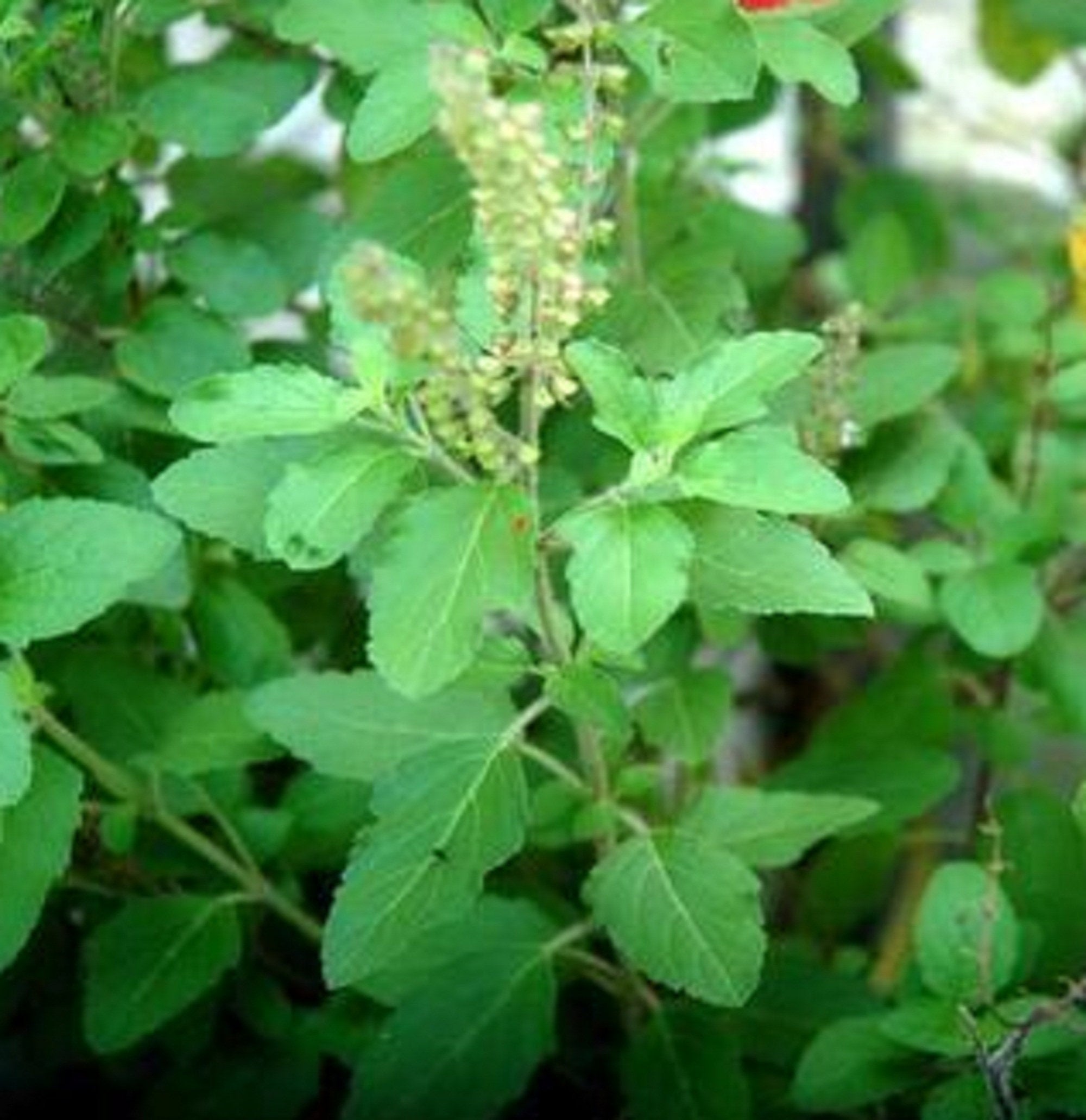 Buy Rama Tulsi, Tulsi ( Green) – Plant | Plantslive