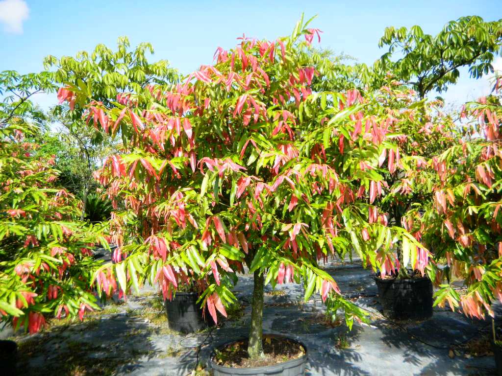 Buy Diospyros ebenum Ebony, Karingali, Mushtambi, Vayari, Ceylon tree, East Indian Ebony, Ceylon Black Sapote, – plant | Plantslive